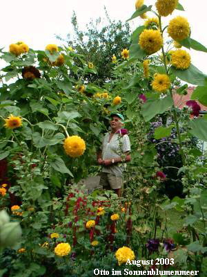 August 2003
Otto im Sonnenblumenmeer