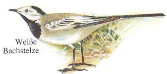 Bachstelze