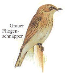Grauschnaepper