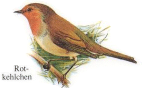 Rotkehlchen