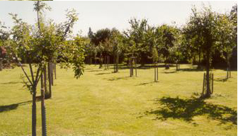 Streuobstwiese